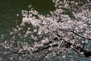 千鳥ヶ淵の桜（ソメイヨシノ）