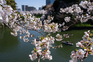 千鳥ヶ淵の桜（ソメイヨシノ）
