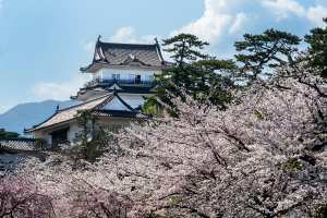 小田原城の桜