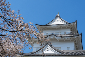 小田原城の桜