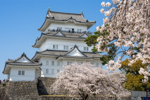 小田原城の桜