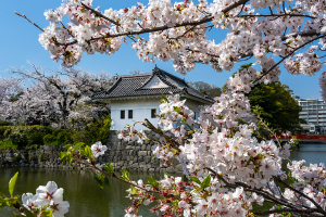 小田原城の桜