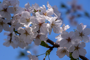 小田原城の桜