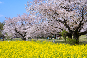 菜の花と桜
