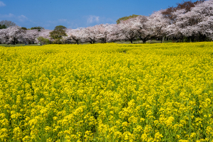 菜の花と桜
