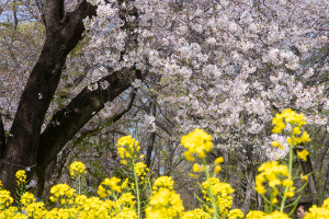 菜の花と桜