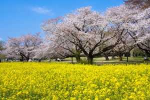 菜の花と桜