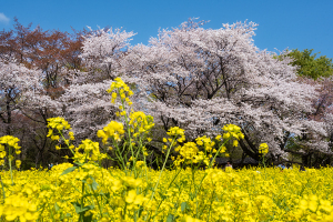 菜の花と桜