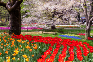 チューリップと桜
