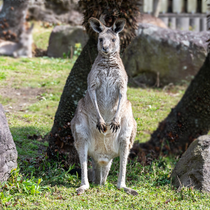 カンガルー（Kangaroo）