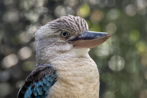 アオバネワライカワセミ （Blue-winged Kookaburra）