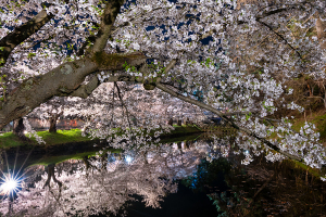 弘前公園 夜景