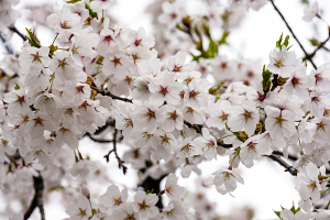 弘前公園の桜