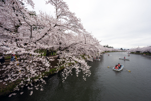 弘前公園の桜