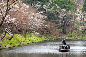 弘前公園の桜