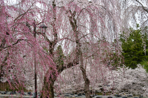 弘前公園の桜