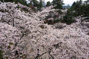 弘前公園の桜