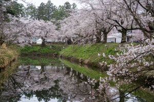弘前公園の桜