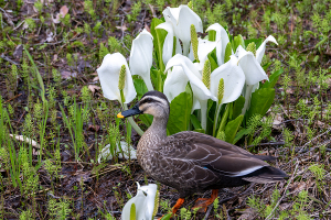 ミズバショウ（水芭蕉）と鴨