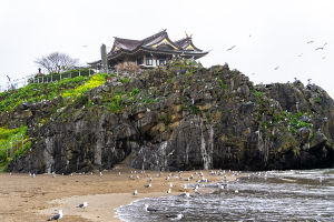 八戸市・蕪島神社のウミネコ（海猫）