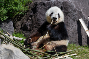 上野動物園のジャイアントパンダ「シャオシャオ（暁暁、Xiao Xiao）」