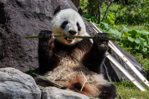 上野動物園のジャイアントパンダ「シャオシャオ（暁暁、Xiao Xiao）