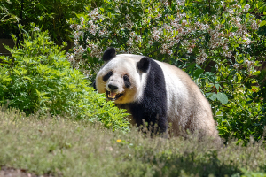 上野動物園のジャイアントパンダ「レイレイ（蕾蕾、Lei Lei ）」