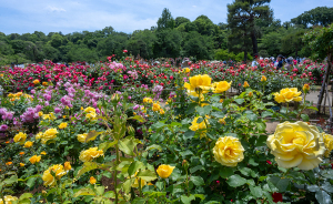 生田緑地ばら苑のバラ（薔薇）