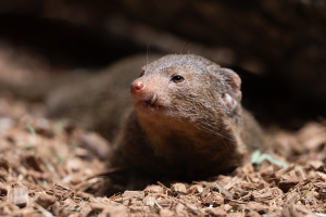 上野動物園のコビトマングース