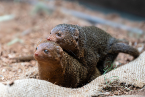 上野動物園のコビトマングース