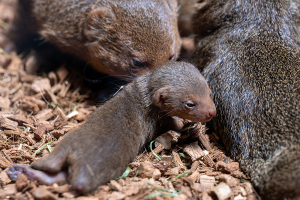 上野動物園のコビトマングース