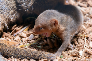 上野動物園のコビトマングース