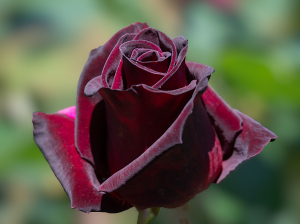 ブラック バカラ（Black Baccara）