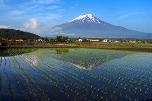 富士山（Mt.FUJI）