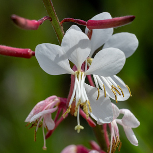 ガウラ （Gaura）