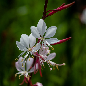 ガウラ （Gaura）