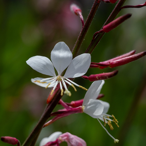 ガウラ （Gaura）