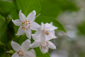 エゴノキ（学名: Styrax japonica）
