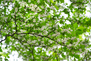 エゴノキ（学名: Styrax japonica）
