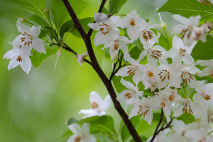 エゴノキ（学名: Styrax japonica）