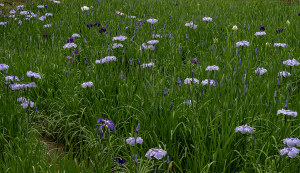 生田緑地「菖蒲園」の花菖蒲（ハナショウブ）