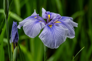 生田緑地「菖蒲園」の花菖蒲（ハナショウブ）