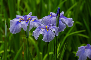 生田緑地「菖蒲園」の花菖蒲（ハナショウブ）