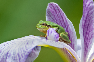 花菖蒲に ヒガシニホンアマガエル