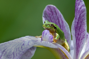 花菖蒲に ヒガシニホンアマガエル