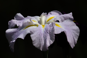 花菖蒲（ハナショウブ）
