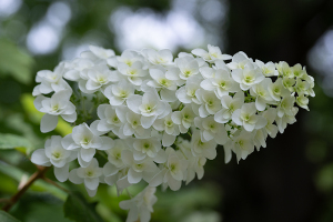 カシワバアジサイ（柏葉紫陽花）