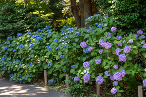 上野公園のアジサイ