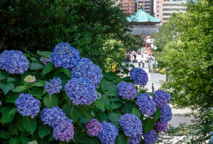 上野公園のアジサイ