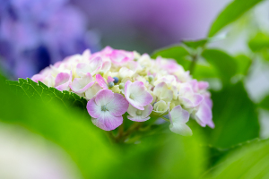 アジサイ（紫陽花）